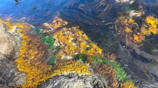 <わくわく おたる水族館>デリケートな海藻 地球環境変化、海中の「森」減少