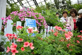 ゼラニウム原種など60種展示　札幌・百合が原公園