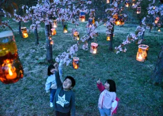 ペットボトルのランタン　夜桜照らす