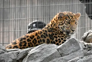 アムールヒョウの子に愛称を 旭山動物園、23日から募集