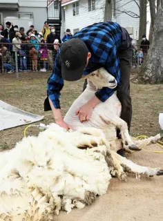 もこもこ羊がスリムに　札幌・羊ケ丘展望台で毛刈り