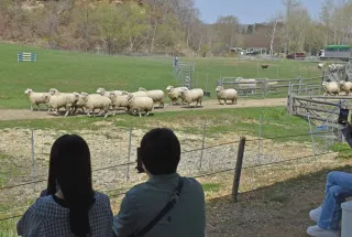 恵庭・えこりん村、３施設営業始まる　楽しく牧羊犬ショー　今季終了後リニューアル