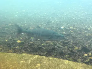 千歳川に秋サケ遡上 昨年より8日早く 水族館で確認