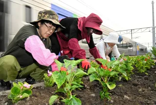 納内駅ホームに花の彩り 深川市赤十字奉仕団が400株