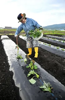 甘～い実りの秋に期待　深川でサツマイモ苗植え