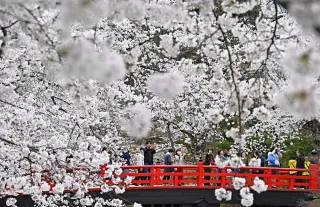 園内の桜満開近づく　弘前公園