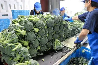 ブロッコリー　音更で出荷本格化