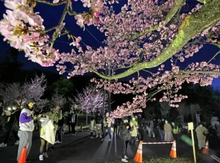 旭川・旭山公園　1～6日に夜桜まつり