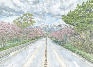 <ふらの百景>44 東大樹木園の桜並木 芦別岳との対比 美しく