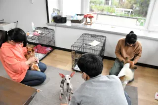 繁殖終えた犬猫、障害者が世話　北海道・当別の就労支援事業所1年　新たな飼い主に112匹