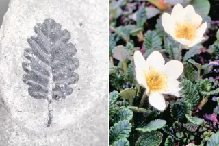 上士幌で新種の植物化石発見 北海道博物館など、680万年前の地層から