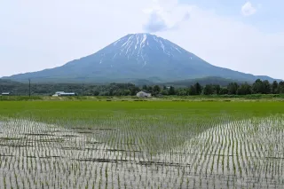 「逆さ羊蹄」水田にくっきり 倶知安