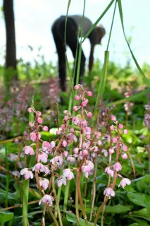 鈴なりに咲く桃色の花 倶知安・中村さんの林でベニバナイチヤクソウ見頃