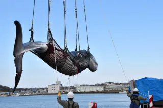 オホーツク海側の商業捕鯨、漁獲枠達し終漁　再開後最も早く
