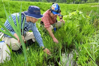 指定外来種アズマヒキガエル 駆除へ生態調査 富良野市博物館、市内の確認受け