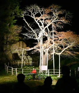 夜桜の下ピアノ響く　伊達出身太田さん室蘭で演奏