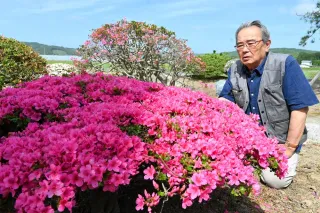 樹齢100年 ミヤマツツジ見ごろ むかわの樹医・松浦さん宅