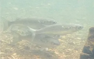 千歳川 観察窓からボラ確認 水族館 41種類目「上流では珍しい」