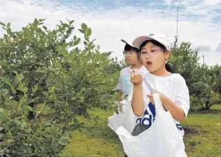 ブルーベリー 甘くて酸っぱい 風連中央小2年が収穫体験