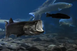 北見・北の大地の水族館、イトウの捕食ライブ再開