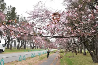 二十間道路の桜開花　
