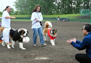 チャンピオン犬・ボスくん、始球式に挑戦 独立リーグ美唄ホーム戦盛り上げ