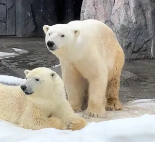 <旭山動物園わくわく日記>ホッキョクグマ ホクトとピリカ、繁殖に期待
