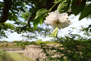 ソメイヨシノ「枝変わり」の花　五稜郭公園、2本で出現