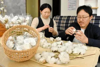 ニセコで綿花栽培　高橋農園が挑戦　寒冷地での技術模索、タオルにして特産品に