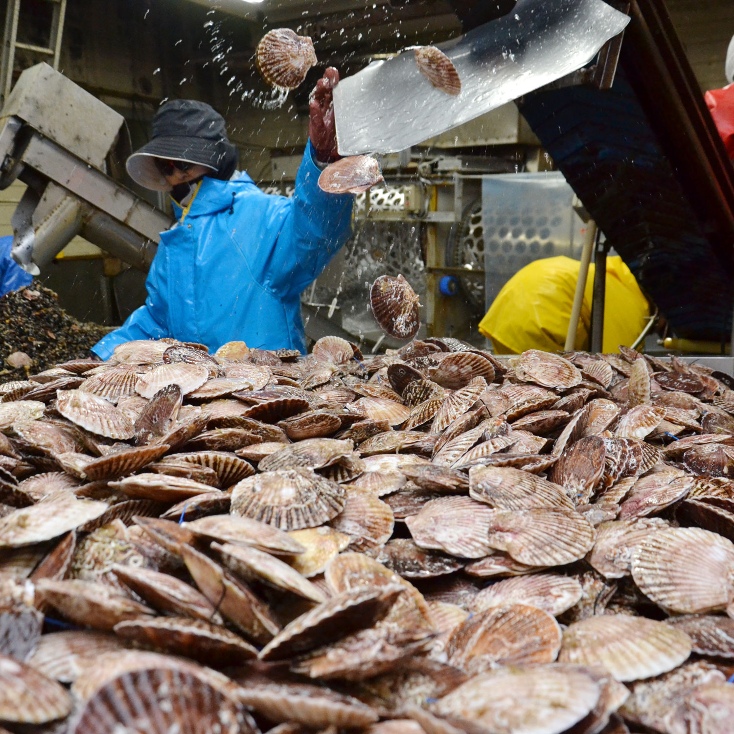 フォーカスセレクト】ホタテ大量死 噴火湾苦悩：北海道新聞デジタル