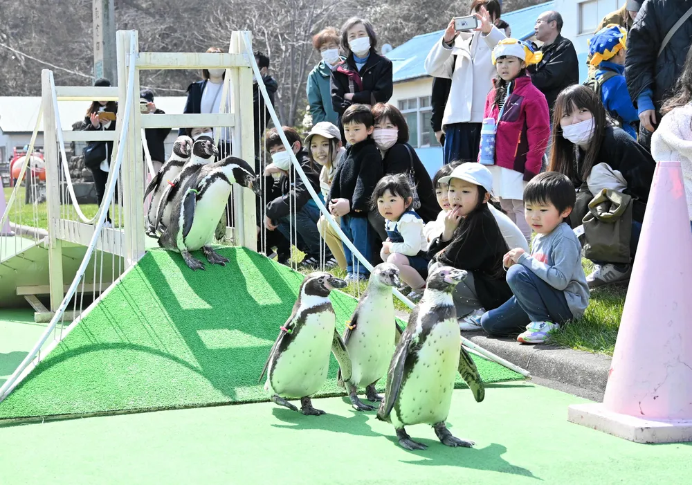 水族館内のコースで散歩の練習をするペンギン