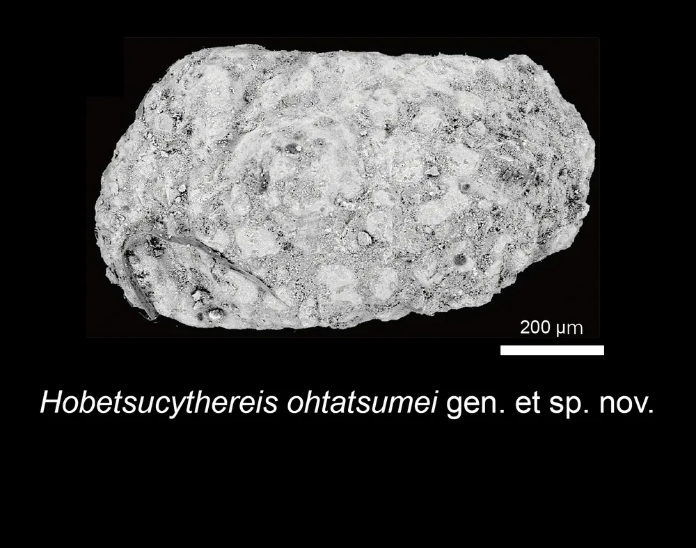 介形虫の新種化石、むかわで6種発見 穂別博物館などが発表：北海道新聞