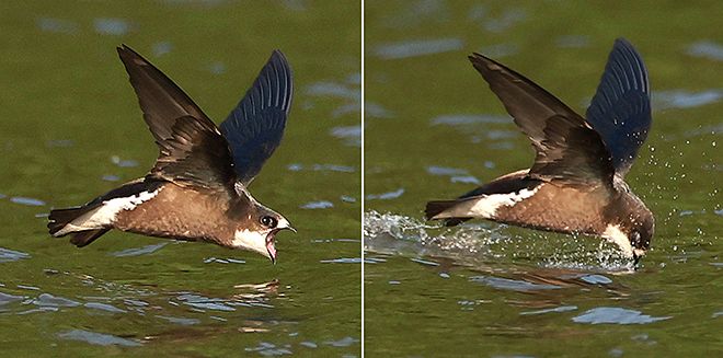 （左写真）くちばしを大きく広げ、（右写真）飛びながら池の水を飲むハリオアマツバメ＝６月２８日、札幌市豊平区の西岡水源池