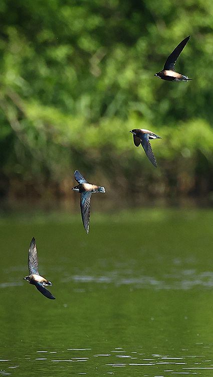 高速で池の周りを飛行するハリオアマツバメの群れ。どこからともなく現れ、池の水を飲み終えると高空へ消えた＝６月２１日、西岡水源池