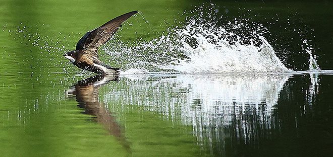 水しぶきを上げながら池の水面すれすれを飛ぶハリオアマツバメ＝６月２８日、西岡水源池