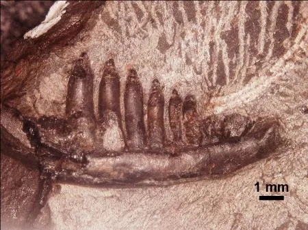 日本最古級のトカゲ類化石発見 徳島で、新種の可能性：北海道新聞デジタル