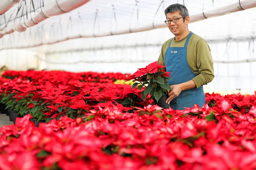 クリスマス彩るポインセチア 音更の青木園芸で出荷最盛期＜師走点描