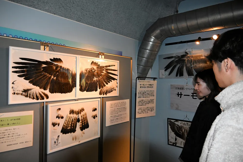 野鳥の羽根　クイナ　標本 身近な野鳥の「羽根標本」展示 千歳水族館、3月5日まで：北海道新聞