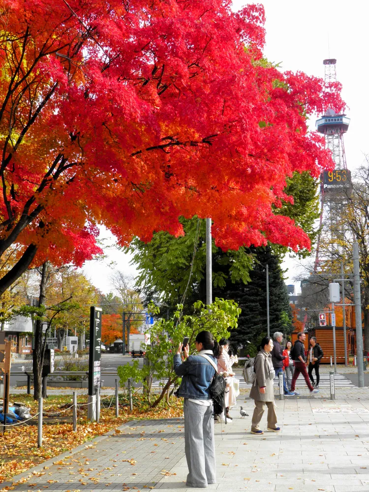 紅葉が鮮やかな３条件がそろう＜菅井貴子のお天気コラム＞
