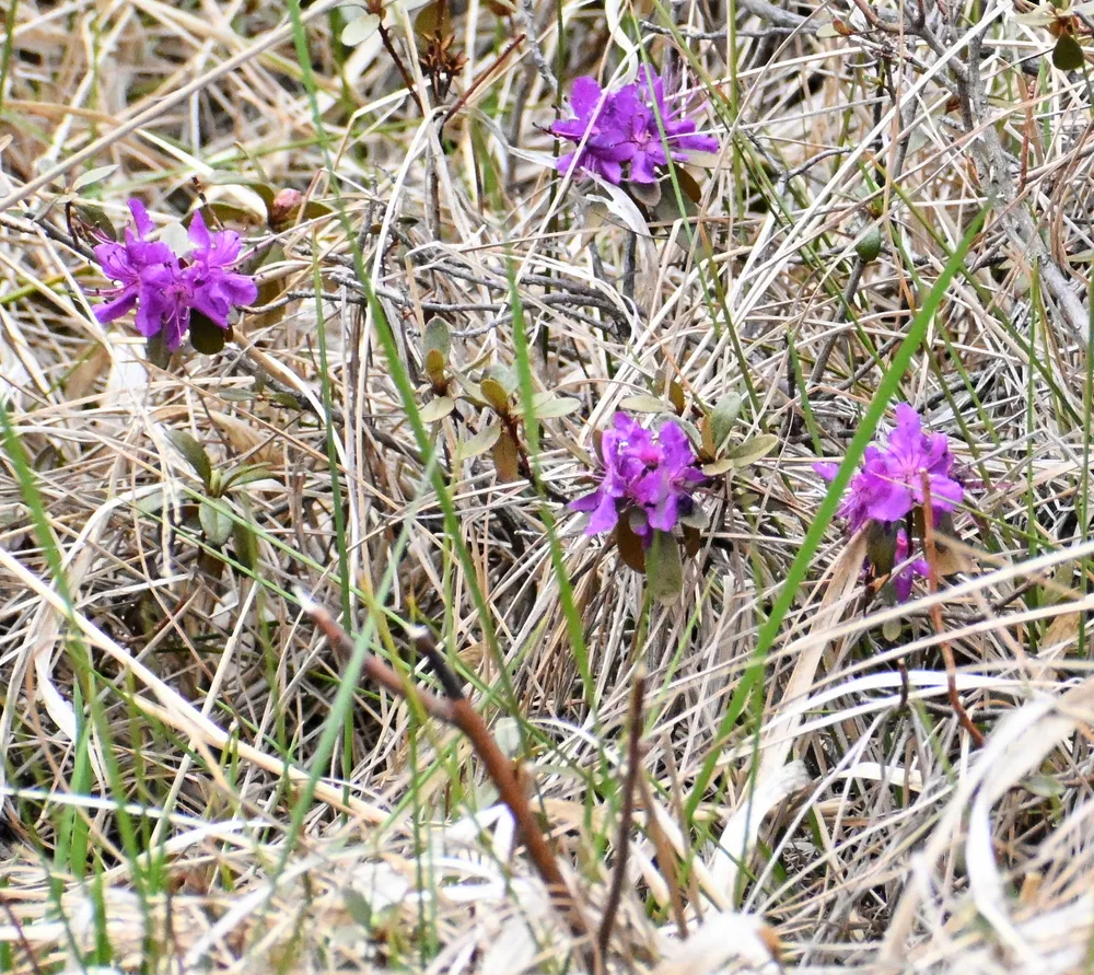 落石岬のサカイツツジ、開花163輪確認 根室市教委が初の調査：北海道
