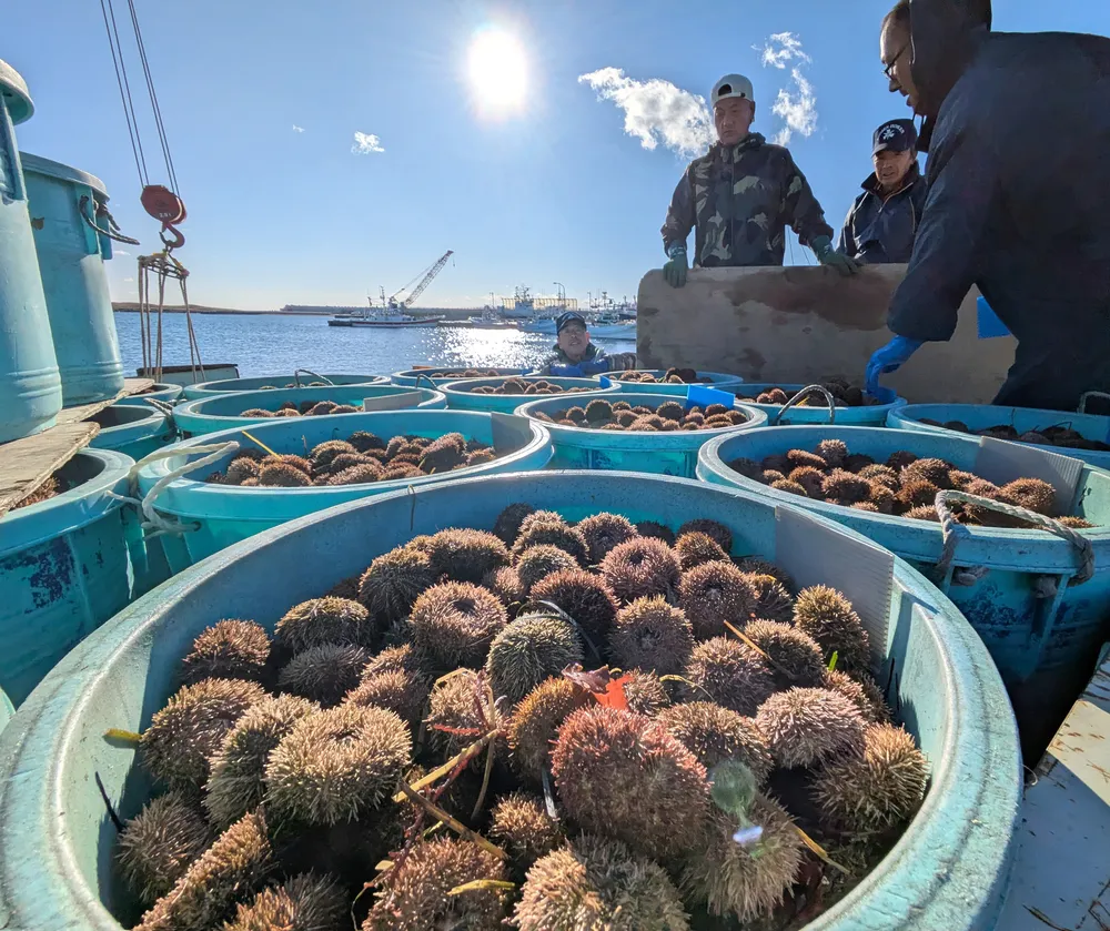 根室で潜水ウニ漁たけなわ　海中で選別、手づかみ捕獲　品質の良さ売り