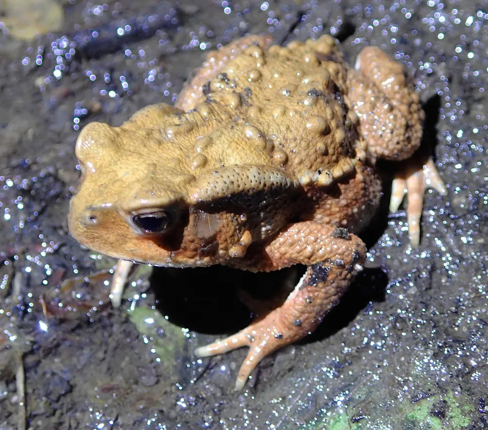 指定外来種「アズマヒキガエル」、旭川・神楽岡公園で減少 産卵防止ネット、捕獲奏功か：北海道新聞デジタル