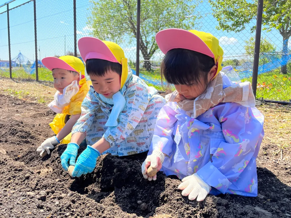 ジャガイモの種芋に土をかぶせるコスモス保育園の園児たち