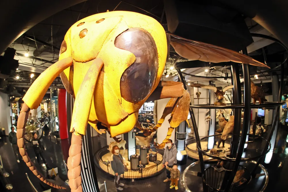 昆虫模型 驚きも50倍 釧路の博物館が５種６体を展示 特殊造形師が 