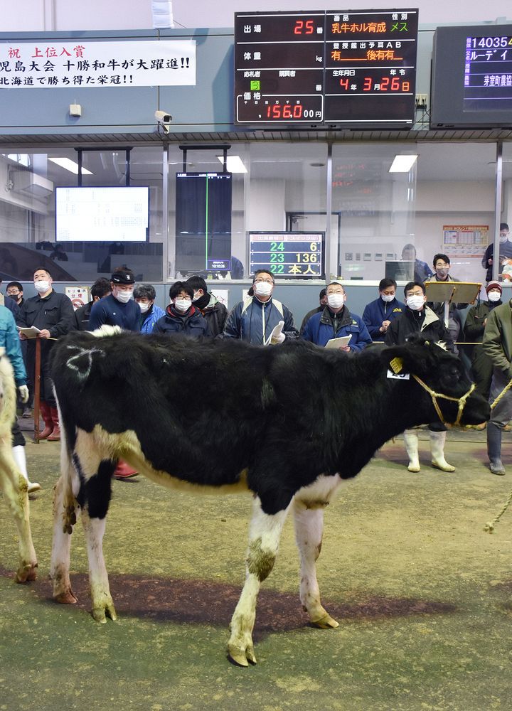 乳牛平均価格、昨年比39％減 音更 家畜市場で初競り：北海道新聞デジタル