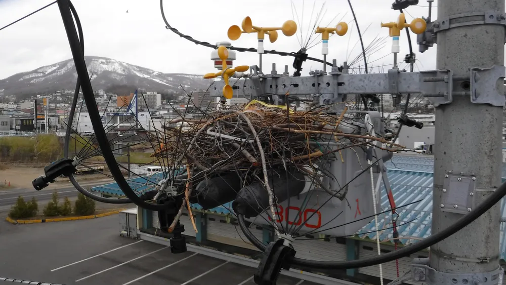 鳥の巣は停電の原因！ 北電ネット道央南支店、電柱の営巣情報募集