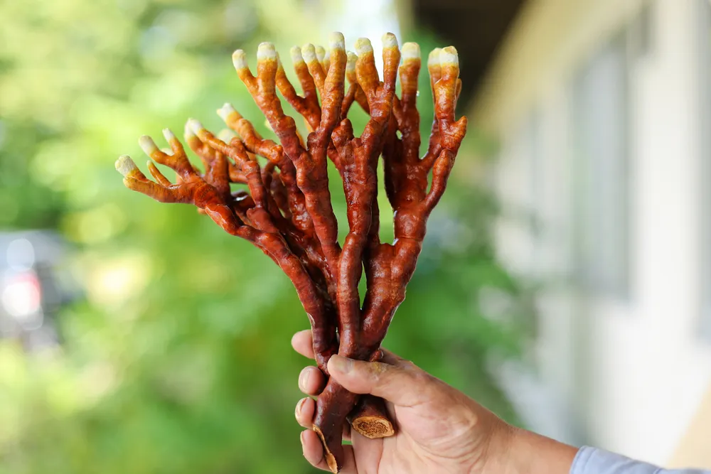 ハウスに林立「鹿の角」 キノコ霊芝が収穫期 美唄＜そらち活写