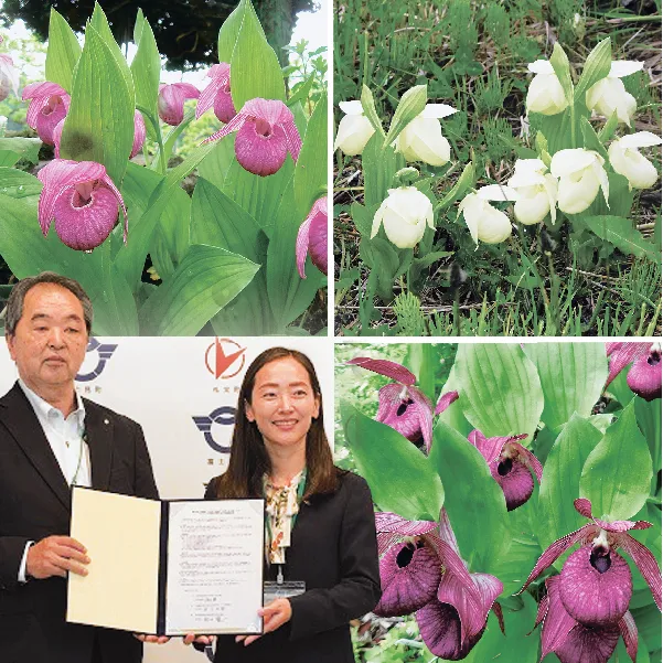 アツモリソウ保全で礼文町が連携協定－長野県富士見町、岩手県住田町と