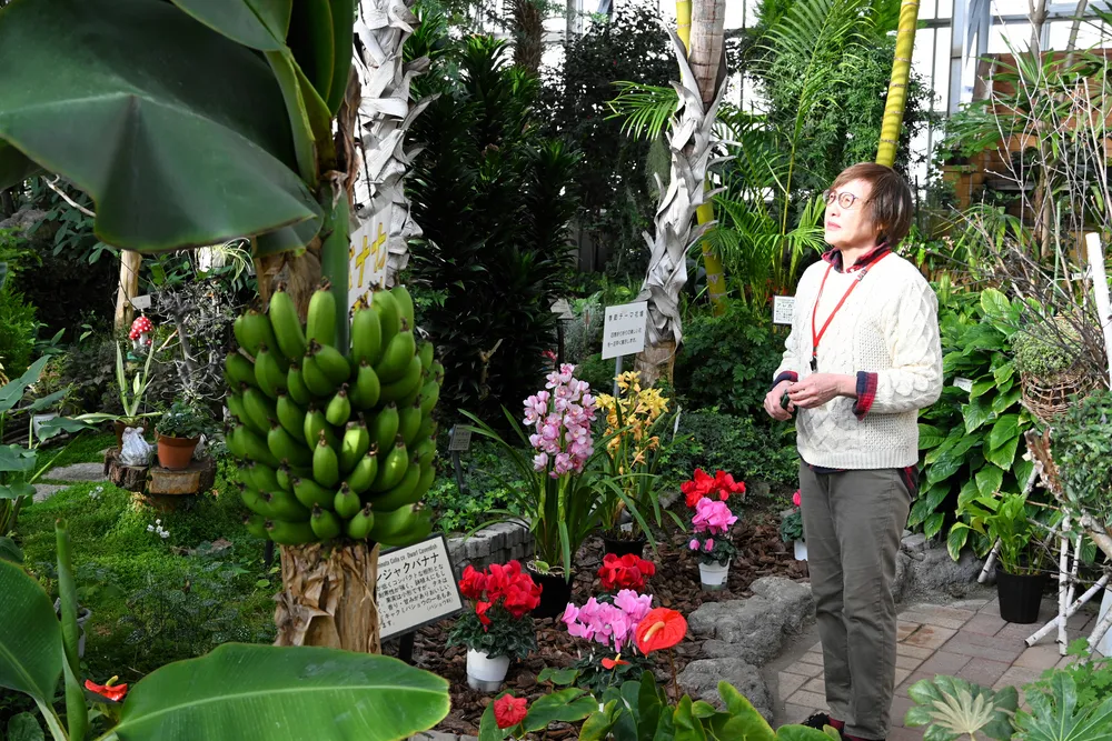 「家族」と呼ぶ植物の今後を心配する北見市緑のセンターの長部こずえ事務局長