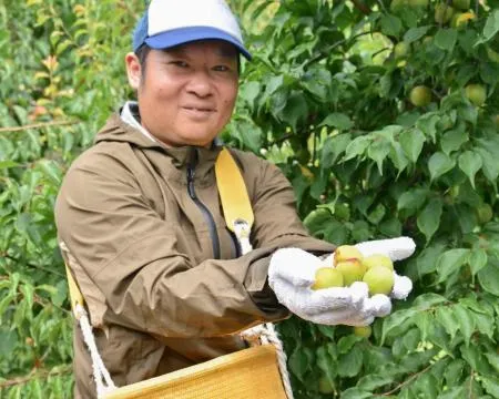南高梅の収穫最盛期、品質良好 和歌山南部：北海道新聞デジタル